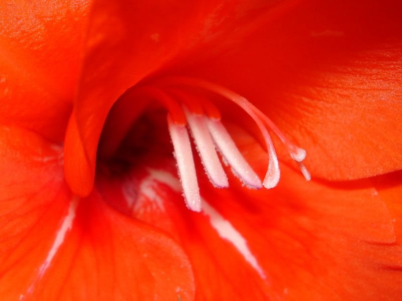 Rosso d''autunno